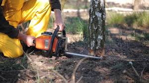 Best Tree Removal Service  in Clinton, KY