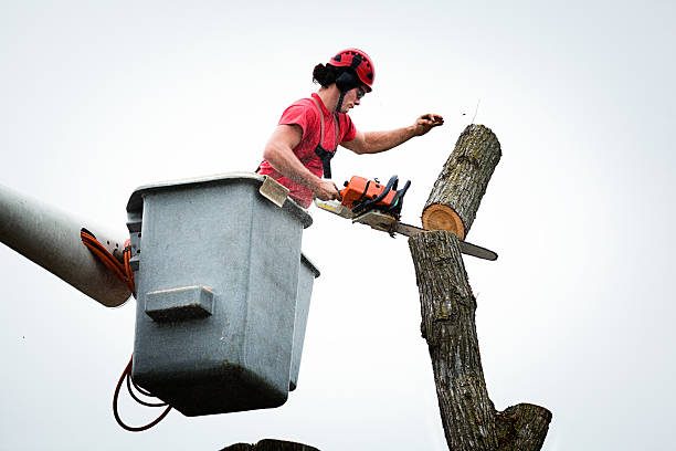 Best Hazardous Tree Removal  in Clinton, KY